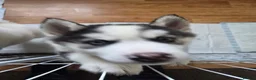 Siberian Husky dogs for sale: EBONY / ARYA SIBERIAN HUSKYS READY TO LEAVE  - Advert 37