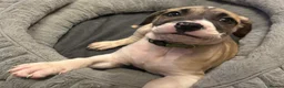 Mixed Breed dogs for sale: American bulldog x Presa canario puppy’s  in Birmingham - Advert 12