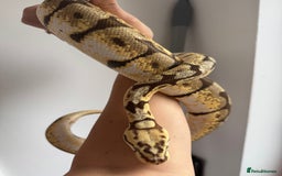 Python Snake reptiles for sale: Ball pythons, babies and adults various morphs - Image 11