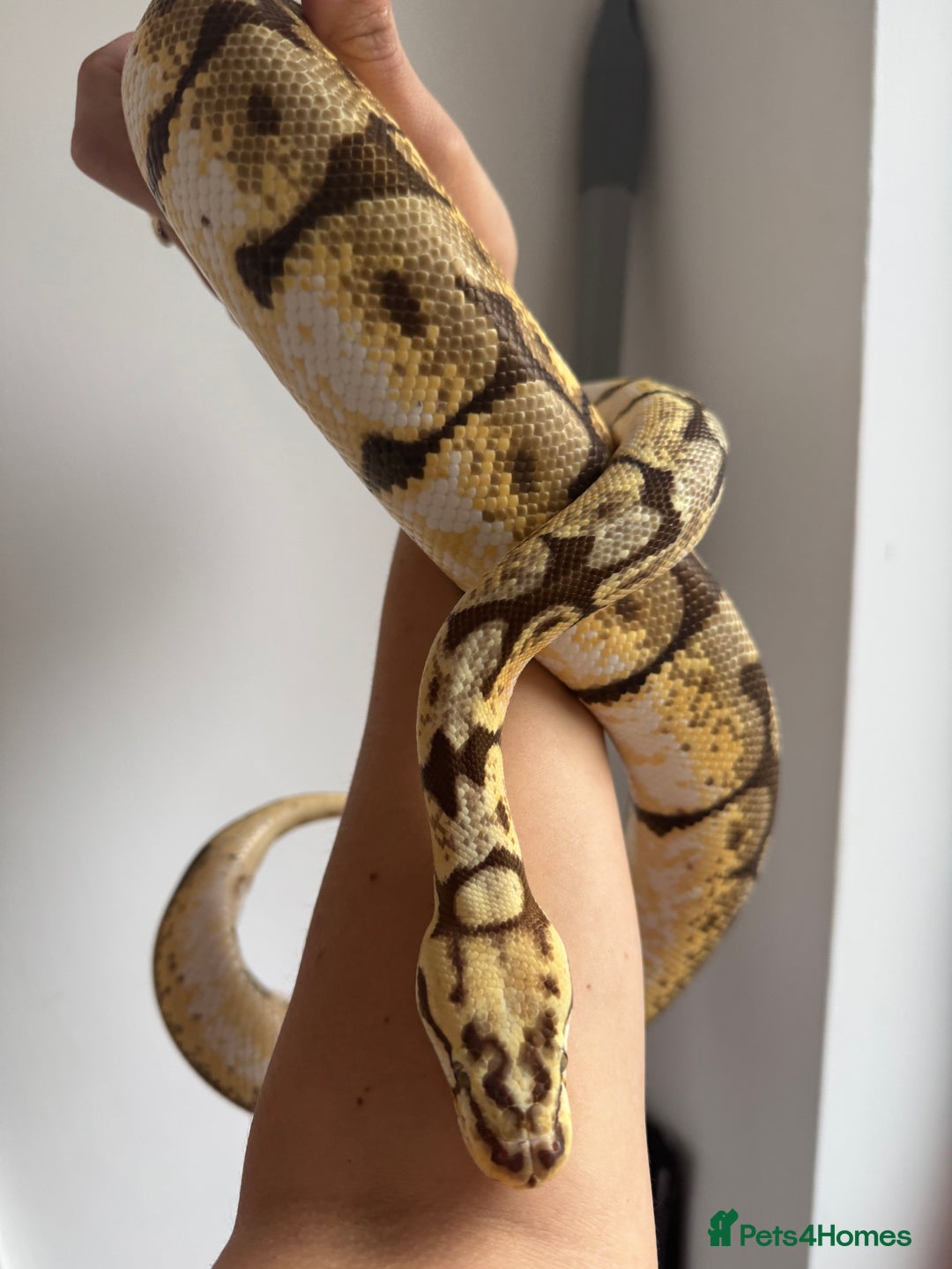 Python Snake reptiles for sale: Ball pythons, babies and adults various morphs - Image 11