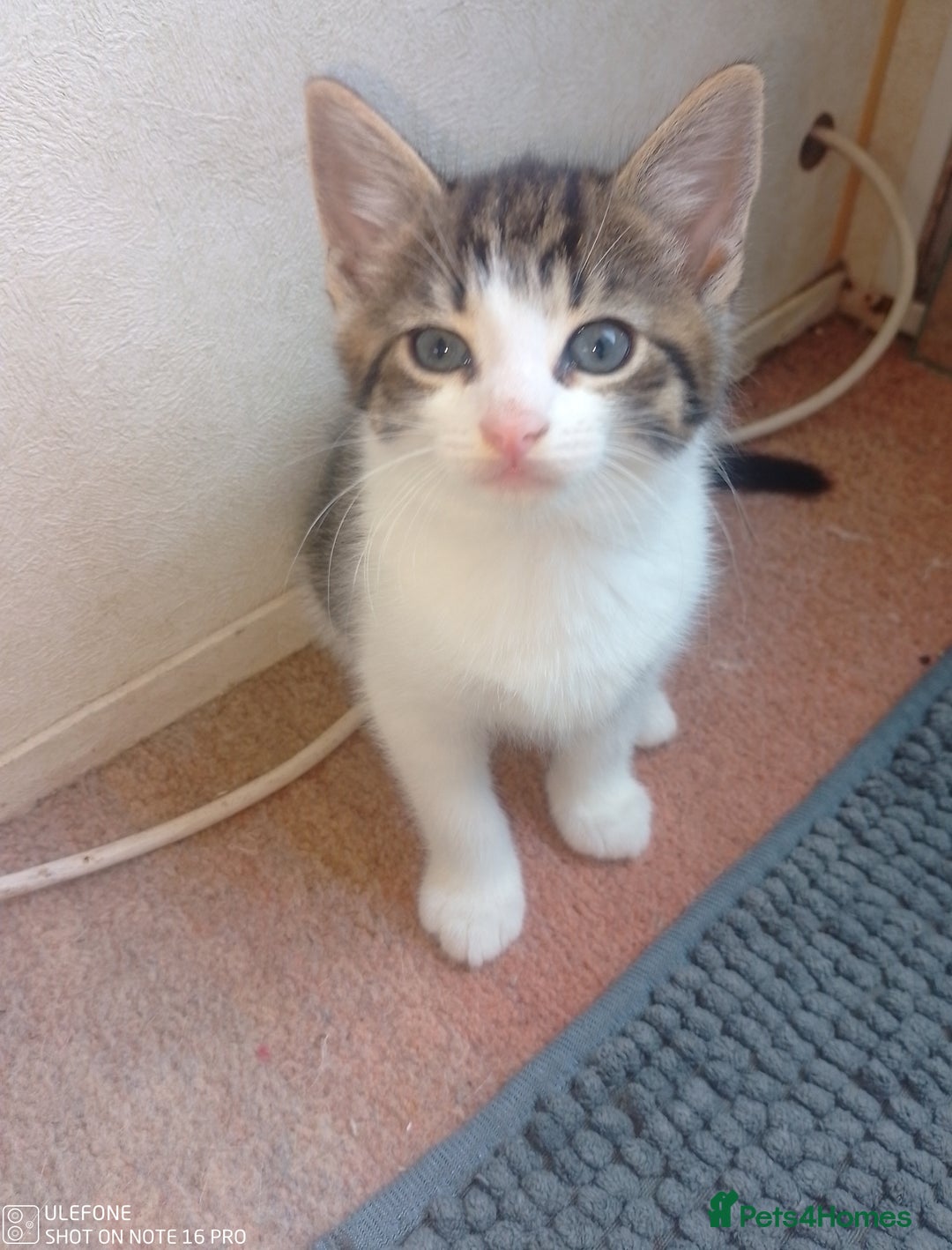 Mixed Breed cats for sale: 9 adorable Disney kitten couples  - Image 8