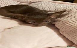 Oriental cats for sale: Full Pedigree Oriental 1 Kitten XL size ears GCCF - Advert 39