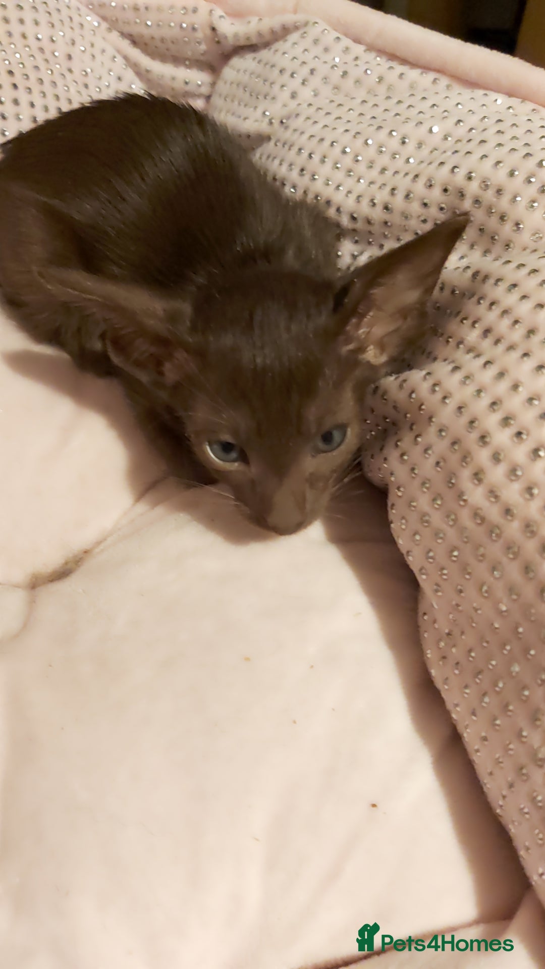 Oriental cats for sale: Full Pedigree Oriental 1 Kitten XL size ears GCCF - Advert 39