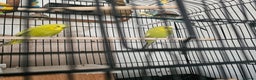 Budgerigars birds for sale: beautiful birds - Advert 6