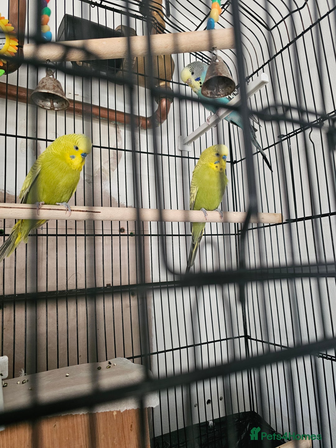 Budgerigars birds for sale: beautiful birds - Advert 6