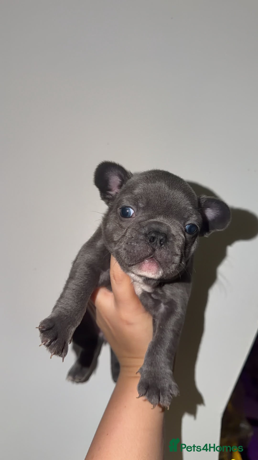 French Bulldog dogs for sale: Gorgeous Lilac, Pink Isabella, & Blue Frenchies - Advert 28