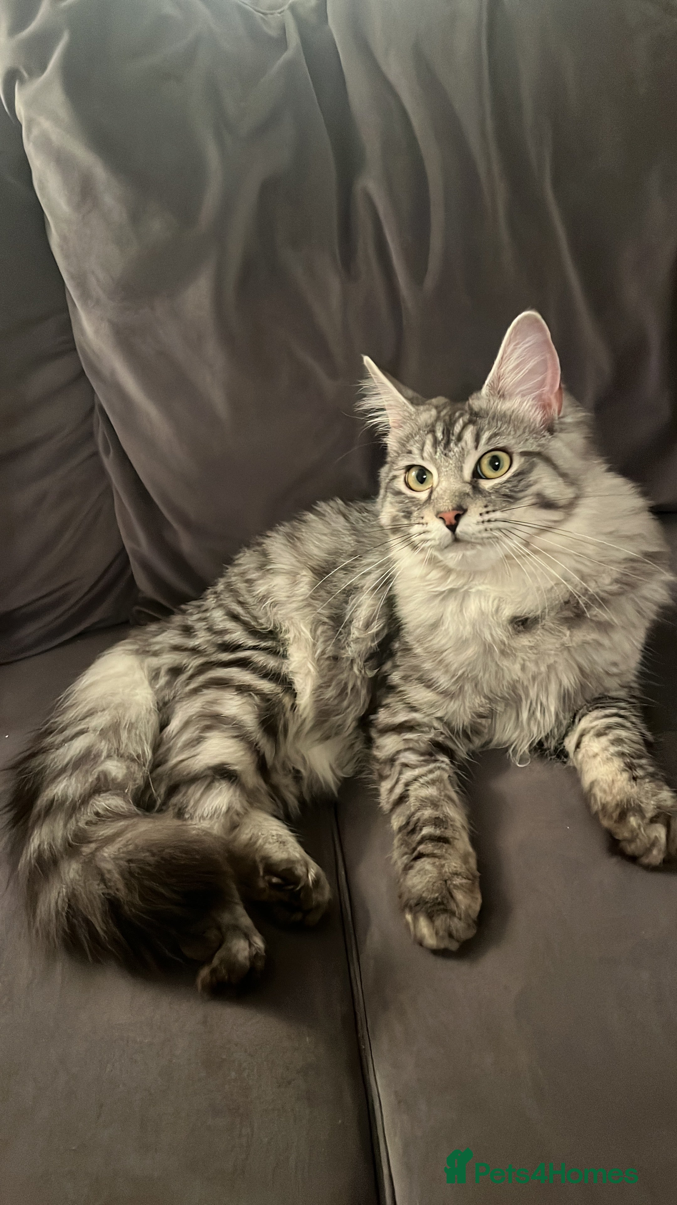 Maine Coon cats Maine coon stud  - Advert 2