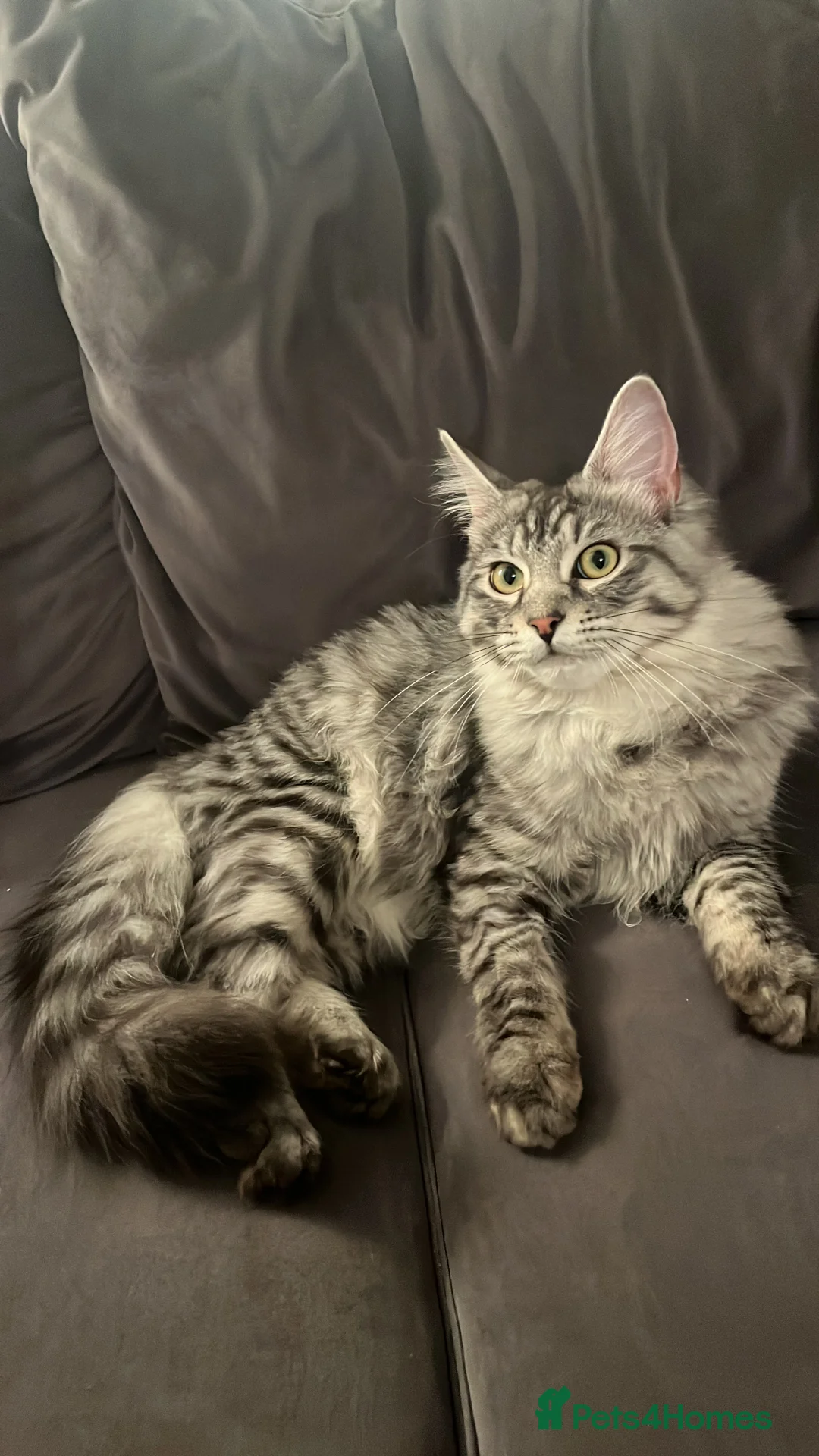 Maine Coon cats for stud: Maine coon stud  - Advert 1