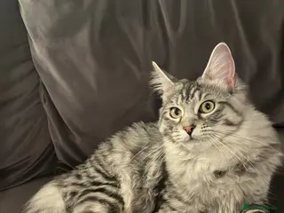 Maine Coon cats Maine coon stud - Advert 2