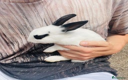 Rex rabbits for sale: Rex X Dutch Bunnies, Ready for homes now.  in Swansea - Image 10
