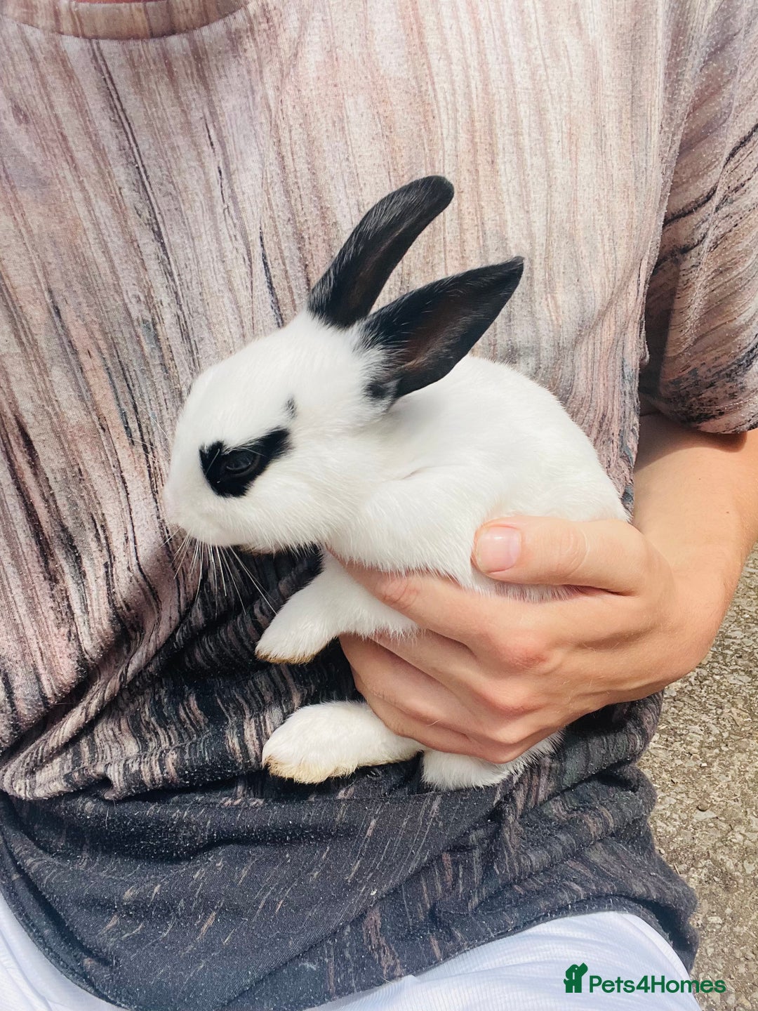 Rex rabbits for sale: Rex X Dutch Bunnies, Ready for homes now.  in Swansea - Image 10