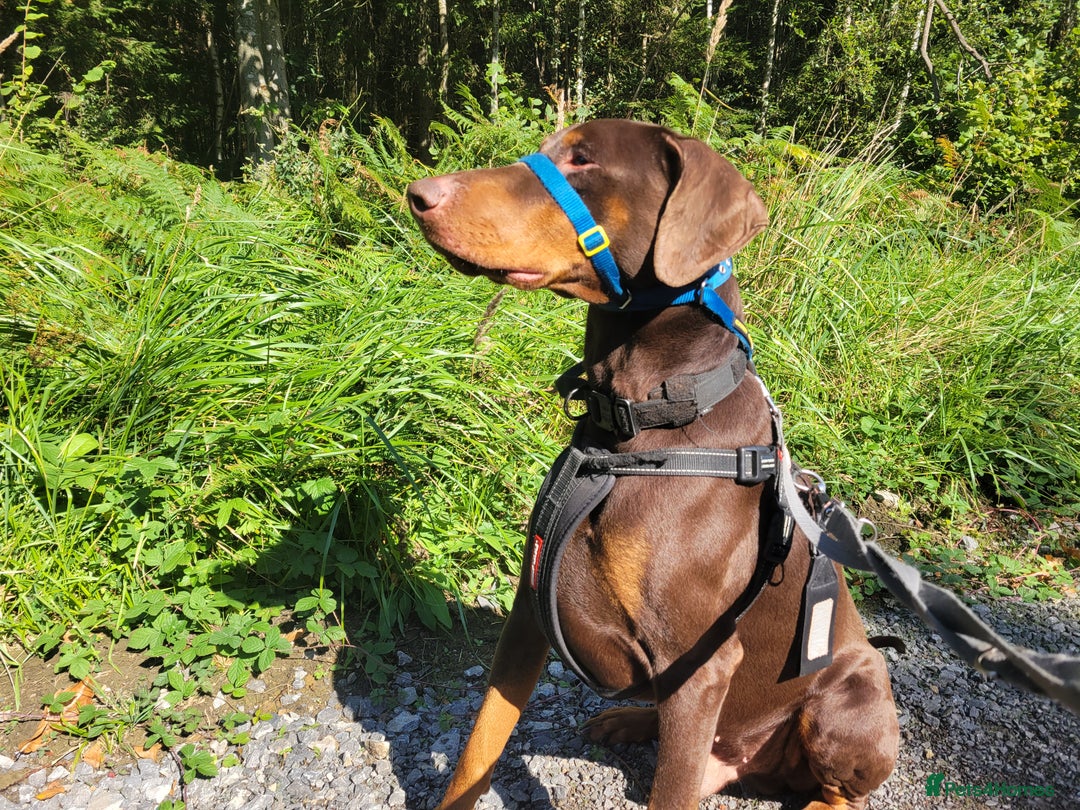Dobermann dogs for stud: PROVEN SIRE, SON OF COME AS YOU ARE I-REX(Imp Scg) in Leeds - Image 2