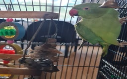 Ringnecks birds for sale: Indian ringneck for sale Name: Luna - Image 2