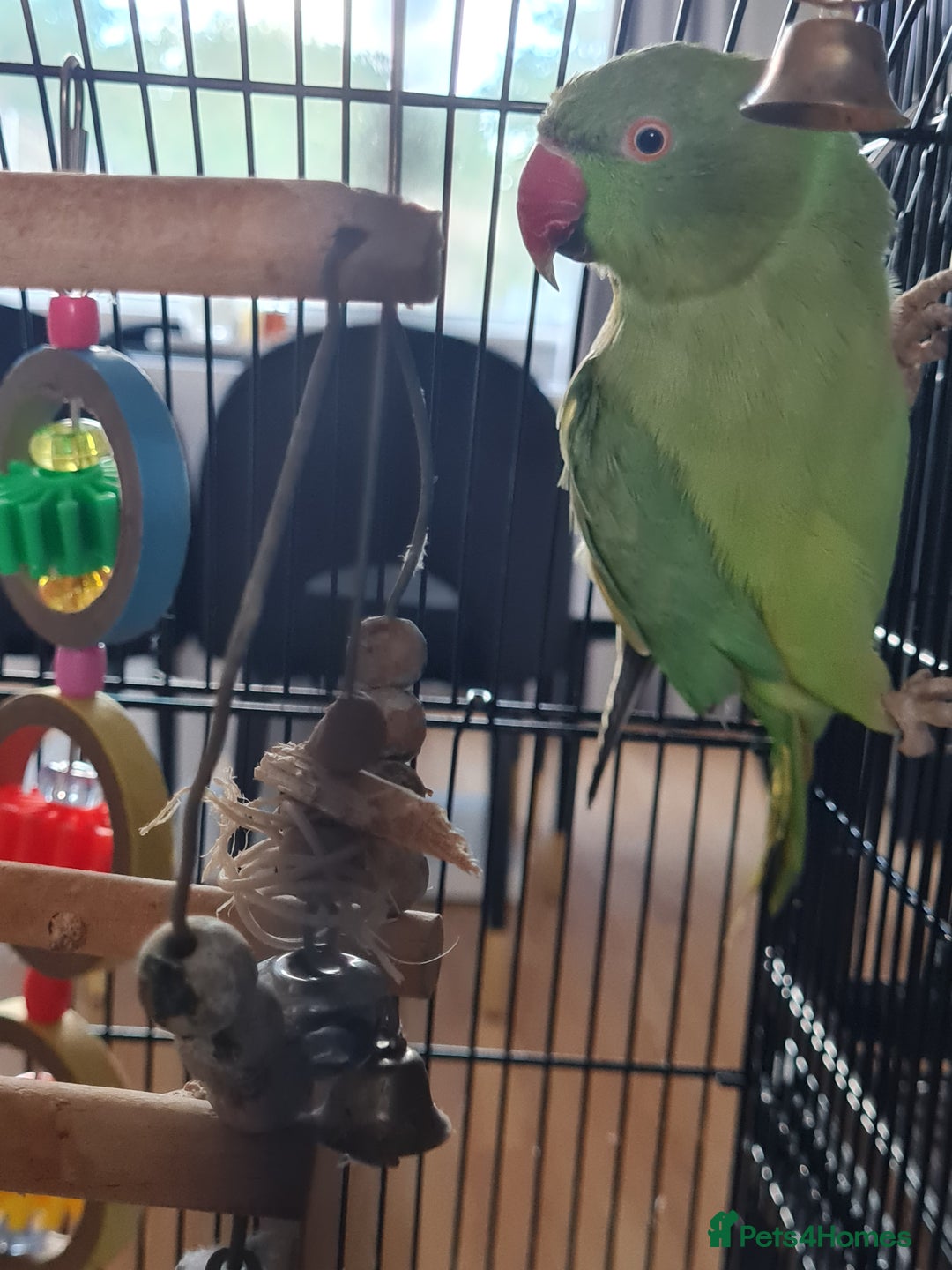 Ringnecks birds for sale: Indian ringneck for sale Name: Luna - Image 2