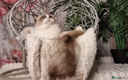 Ragdoll cats for sale: Quality Tica reg Ragdoll kittens  - Image 30