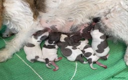 Jack Russell dogs for sale: Jack Russell puppies  - Image 1