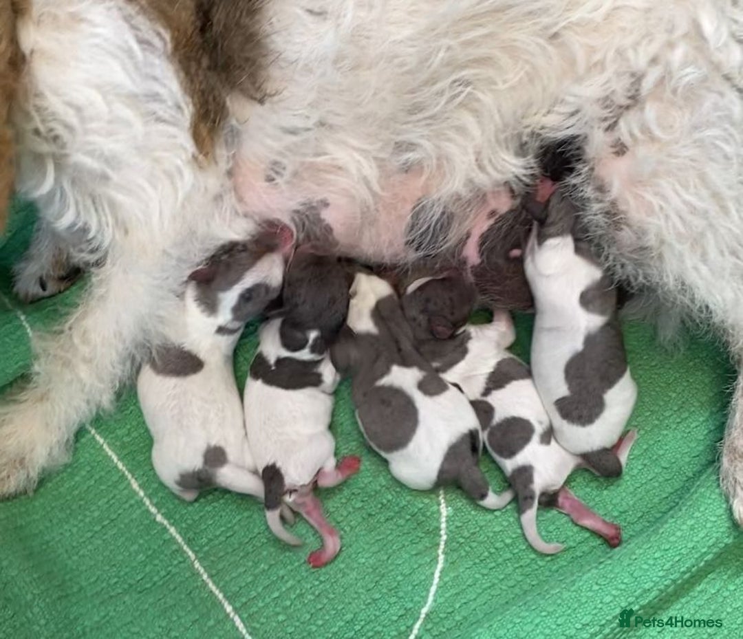 Jack Russell dogs for sale: Jack Russell puppies  - Image 1