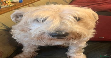 Soft Coated Wheaten Terrier dogs - Advert 9