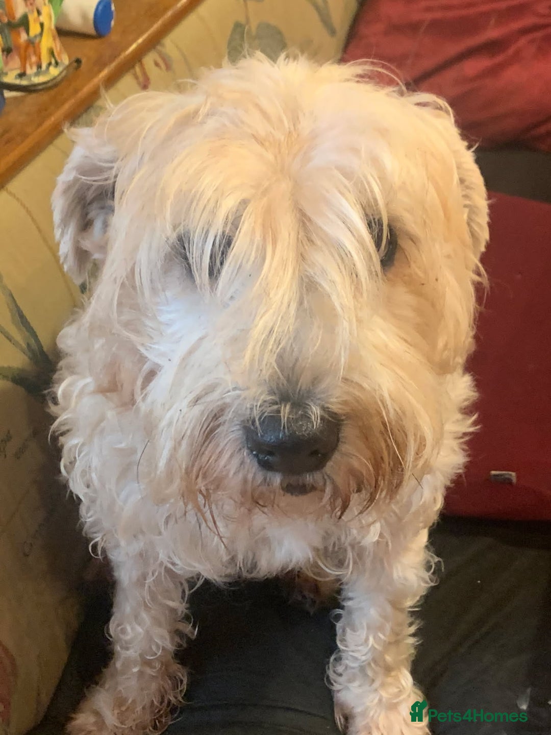 Soft Coated Wheaten Terrier dogs for sale: Soft coated Irish Wheaten terrier - Image 3