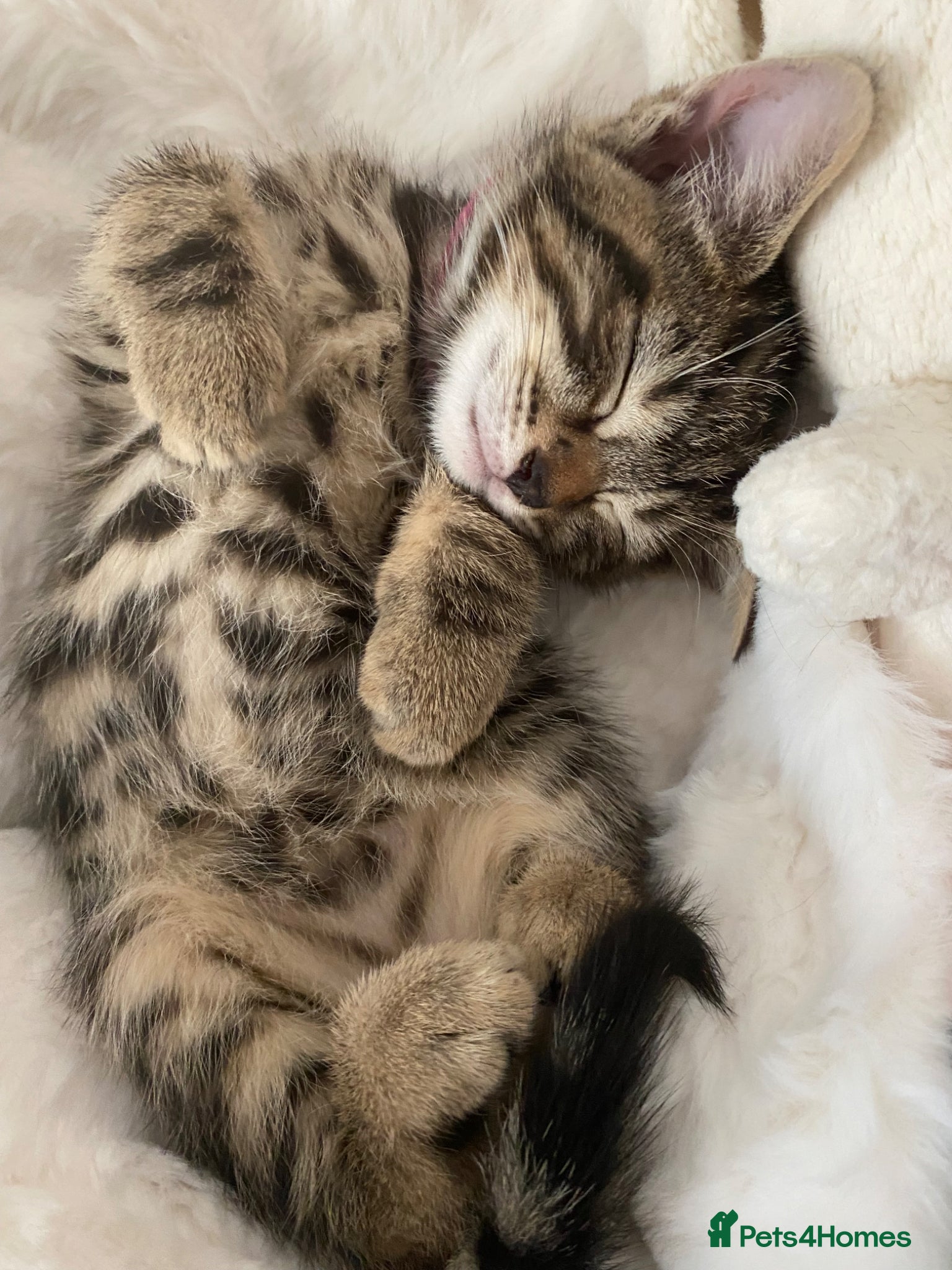 Bengal cats Bengal  - Advert 4