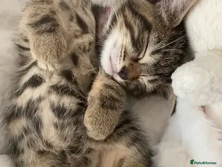 Bengal cats Bengal - Advert 4