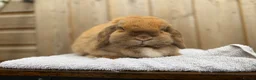 Mini Lop rabbits for sale: Poppy, mini lop doe looking for her forever home  - Advert 3