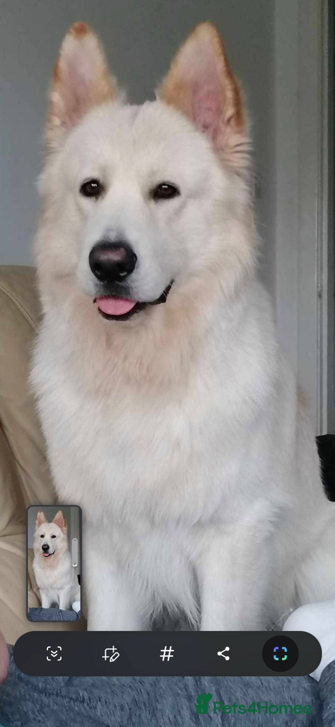 German Shepherd dogs Casper - Advert 1