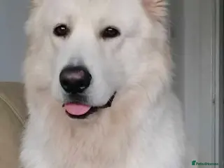 German Shepherd dogs Casper - Advert 1