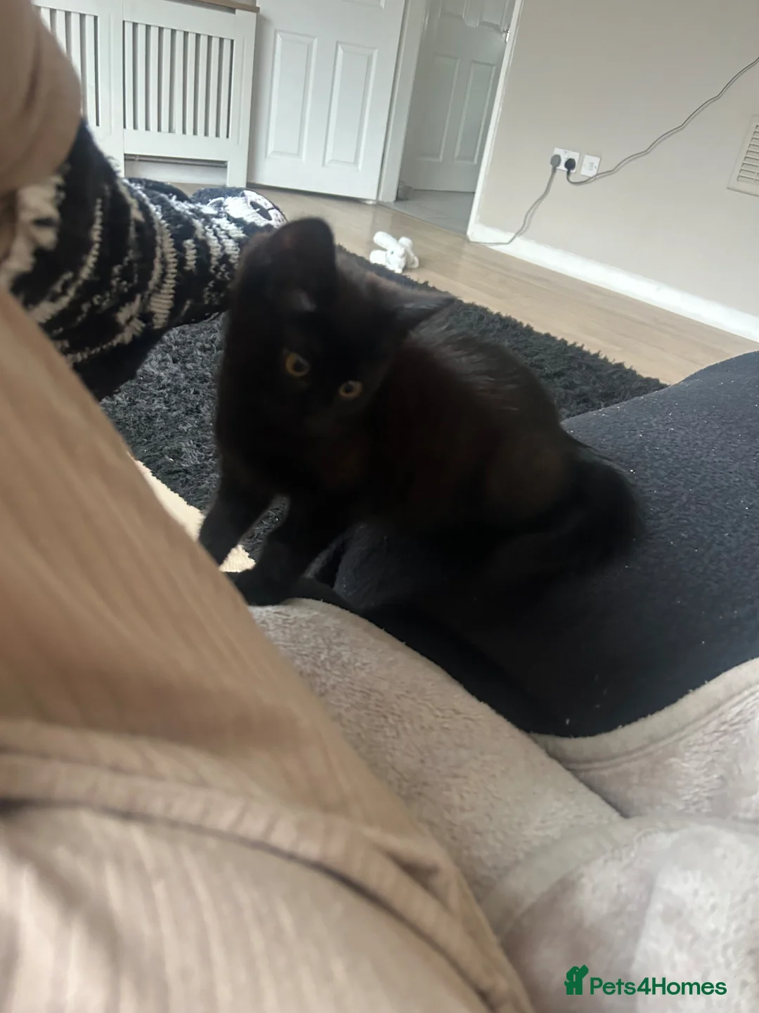 Domestic Shorthair cats for sale: Male kitten - Advert 2