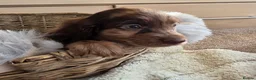 Cocker Spaniel dogs for sale: Working Type Cocker Spaniels - Advert 27