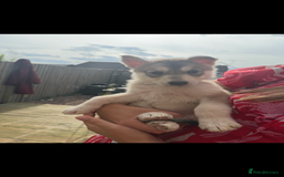 Siberian Husky dogs for sale: 9 Week Old Female Siberian Husky Puppy - Image 2