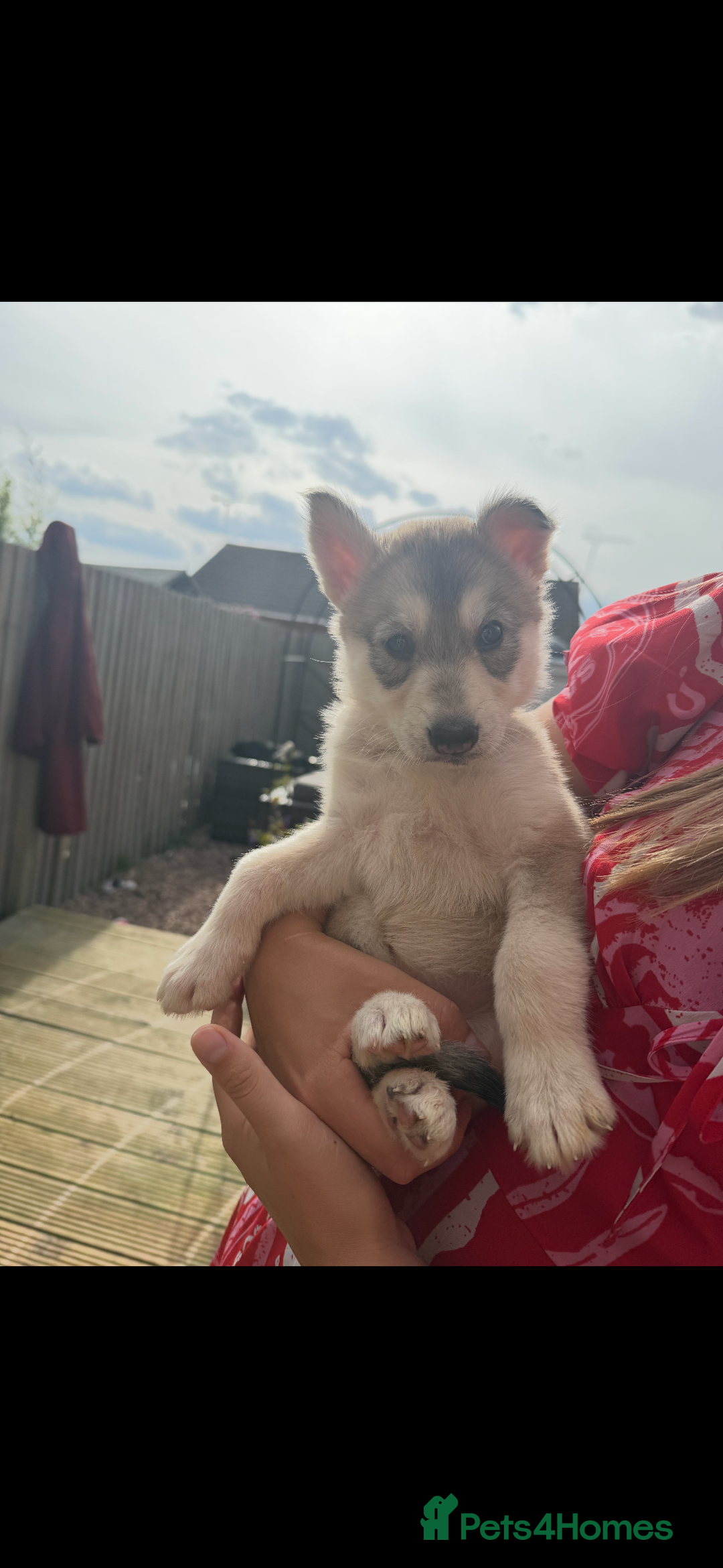 Siberian Husky dogs for sale: 9 Week Old Female Siberian Husky Puppy - Image 2