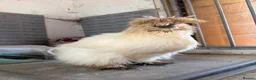 Chickens poultry for sale: White Silkie Hen - Advert 6