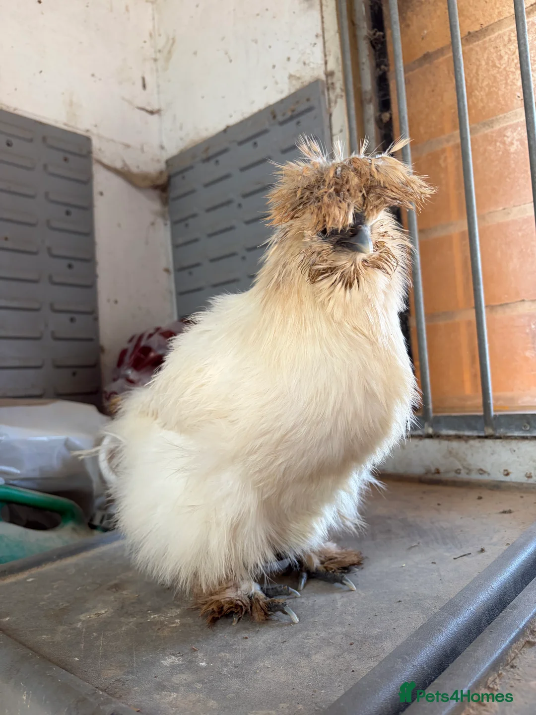 Chickens poultry for sale: White Silkie Hen - Advert 6