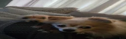 Chorkie dogs for sale: Chorkie puppy  - Advert 4