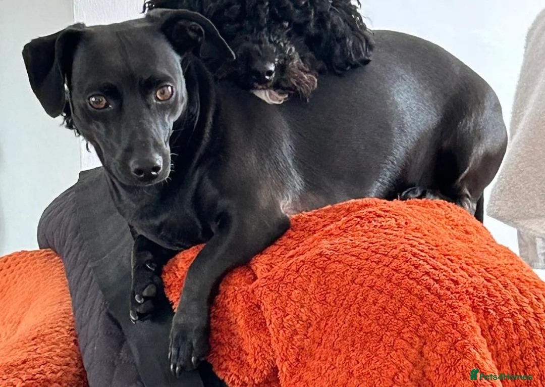 Mixed Breed dogs for sale: Daschund looking for cuddles! - Advert 3