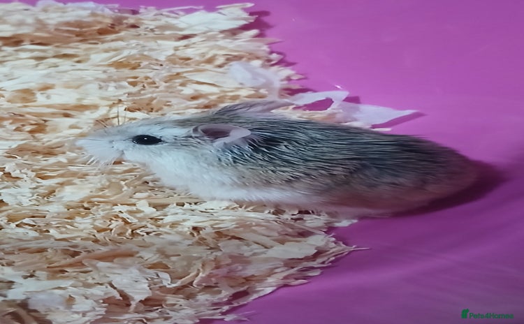 Hamster rodents - Advert 11