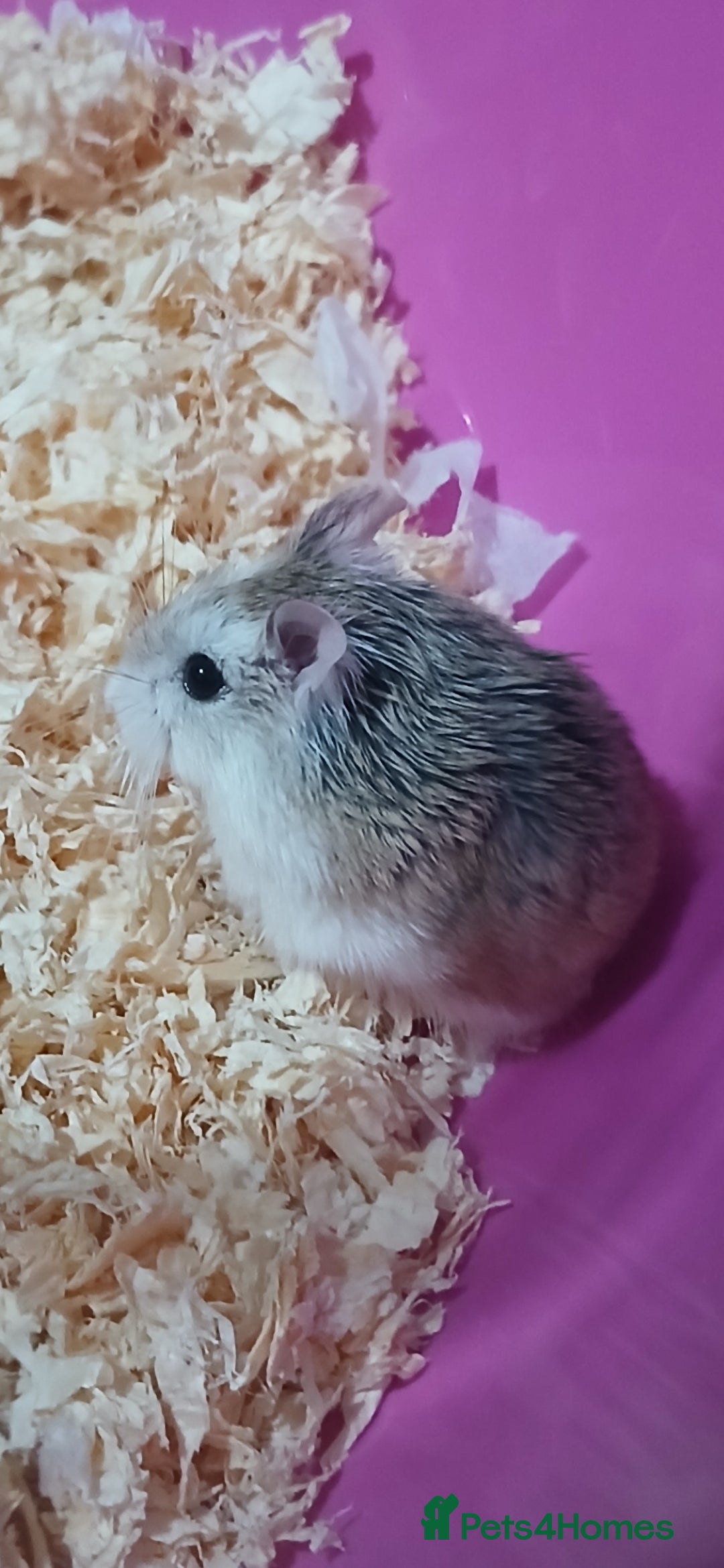 Hamster rodents for sale: Dwarf hamster  - Image 1