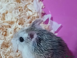 Hamster rodents - Advert 1