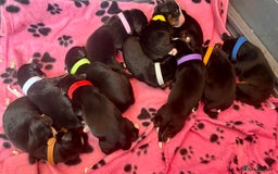 Bernese Mountain Dog dogs for sale: OUTSTANDING KC PEDIGREE HEALTH TESTED LITTER DUE - Image 1