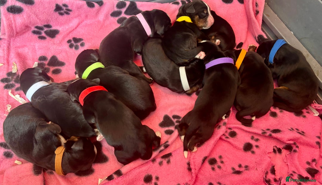Bernese Mountain Dog dogs for sale: OUTSTANDING KC PEDIGREE HEALTH TESTED LITTER DUE - Image 1