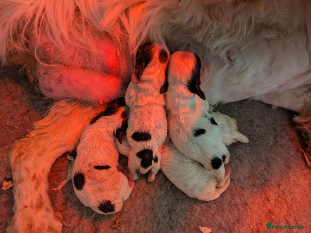 Cocker Spaniel dogs for sale: Beautiful Light Blue Show Pups Available! - Image 7