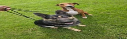 German Shepherd dogs for sale: Young German shepherd male  - Advert 2