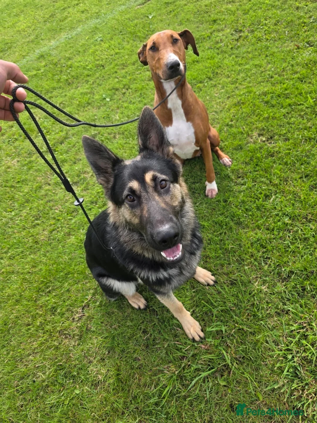 German Shepherd dogs for sale: Young German shepherd male  - Advert 2