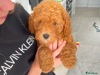 Cockapoo dogs Beautiful Cockapoos - Advert 1