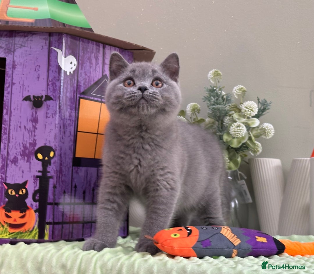 British Shorthair cats for sale: Stunning British Kittens - Image 2