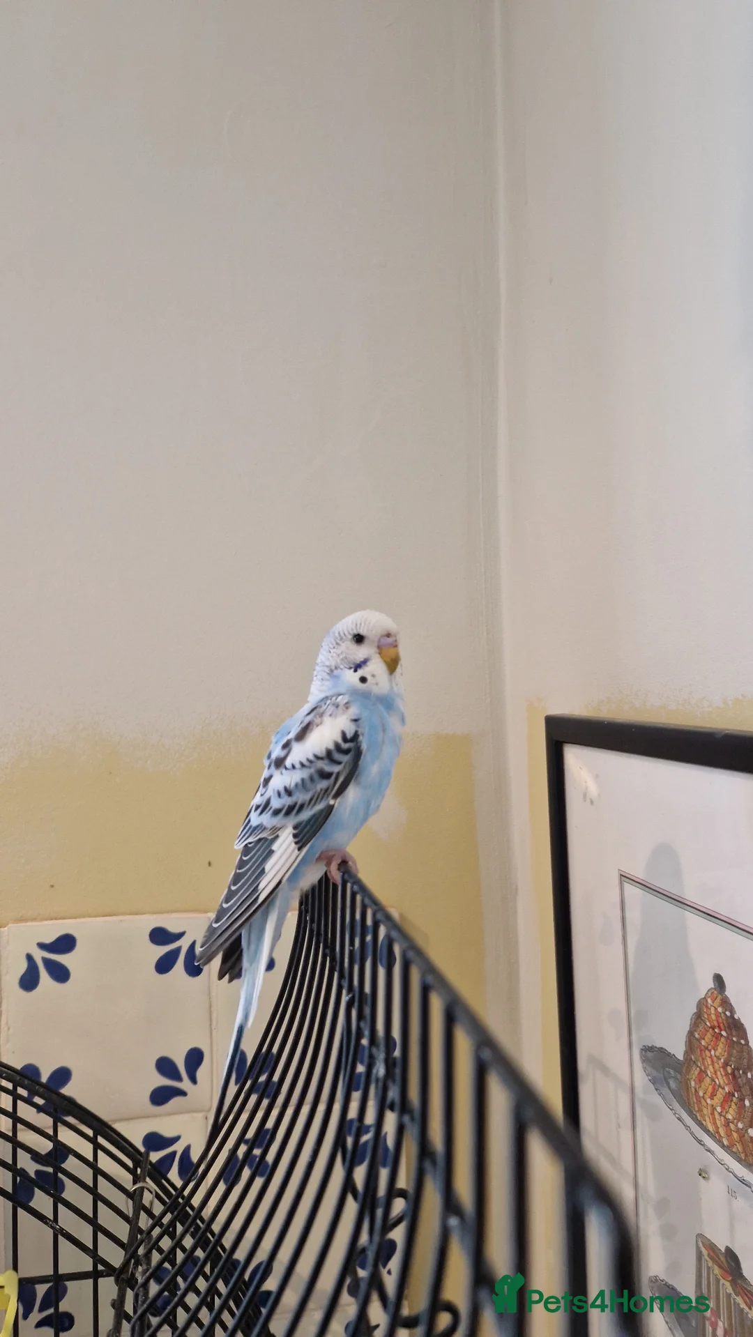 Budgerigars birds for sale: Home Budgie - Advert 2