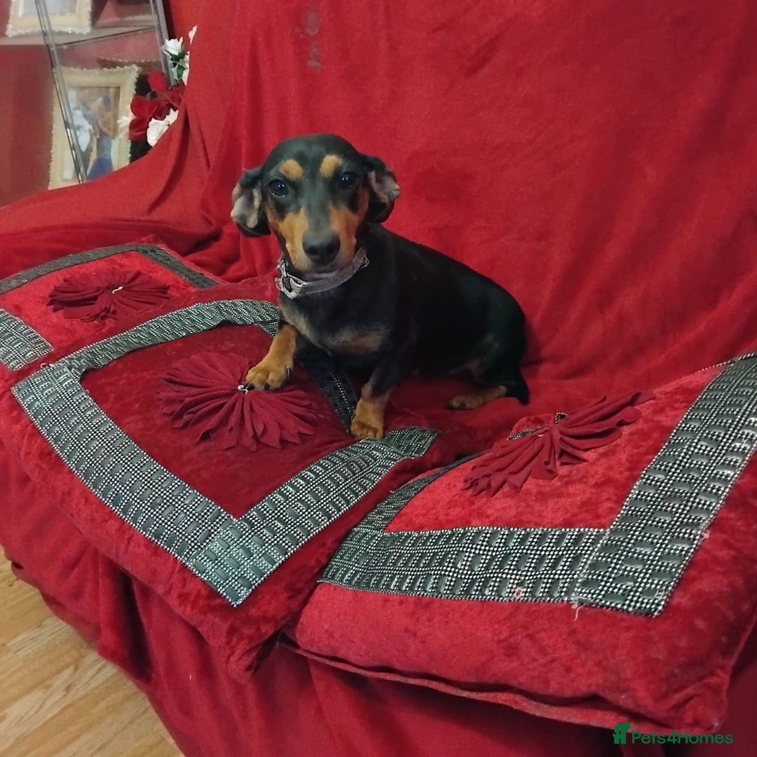 Mixed Breed dogs for sale: dachshund maltese mix - Image 9