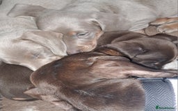Miniature Dachshund dogs for sale: Miniature dachshund kc reg  - Image 12