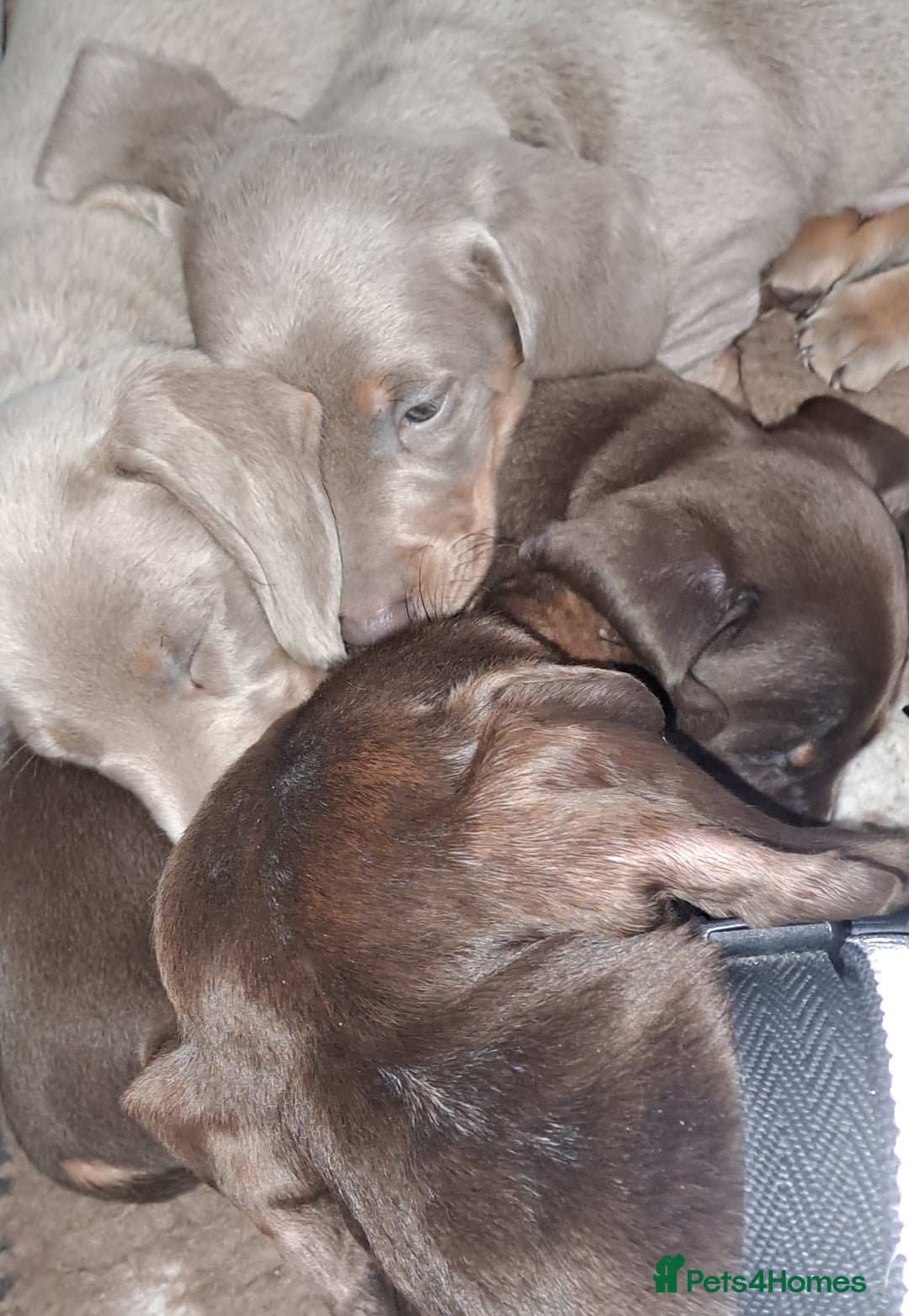 Miniature Dachshund dogs for sale: Miniature dachshund kc reg  - Image 12